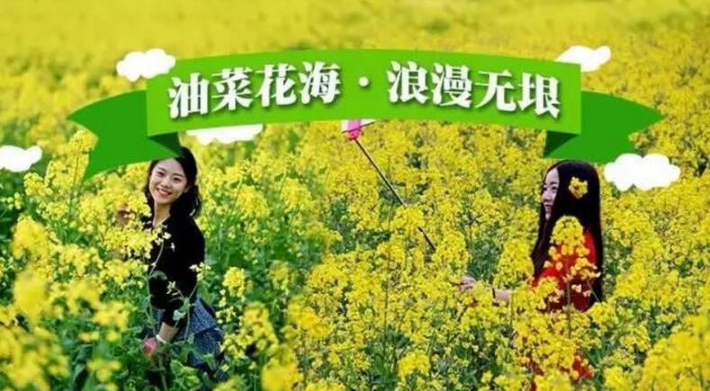 湖南最美看油菜花路線(圖1)