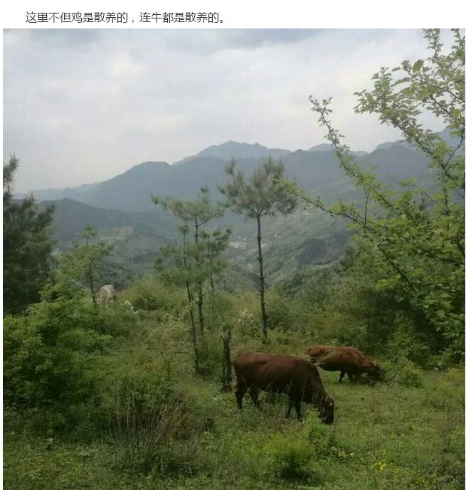 民風淳樸的藍田縣藍橋鄉圪塔廟村(圖28)