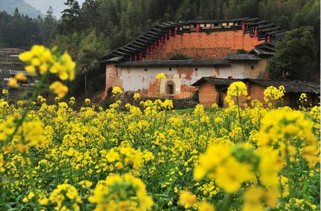 油菜花包圍的土堡似人間仙境(圖2)