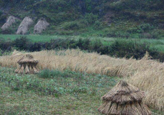 生活在大山包深處最原始的蘑菇村(圖18)