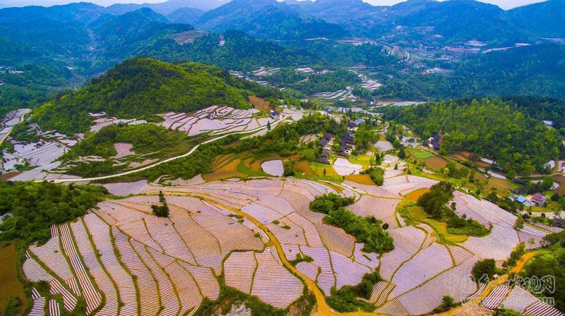 人間四月芳菲盡甕溪烤煙露美顏(圖1)