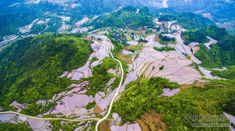 人間四月芳菲盡甕溪烤煙露美顏(圖7)