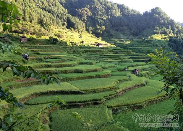 從江初秋鄉村美景怡人(圖8)