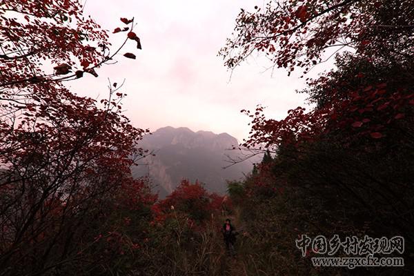 重慶巫山紅葉紅似火神秘壯觀(圖5)