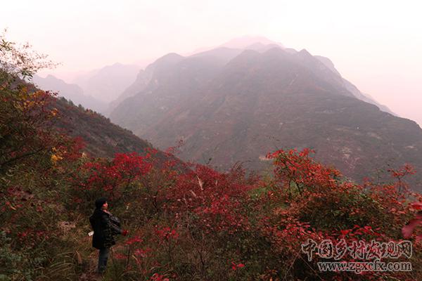 重慶巫山紅葉紅似火神秘壯觀(圖6)