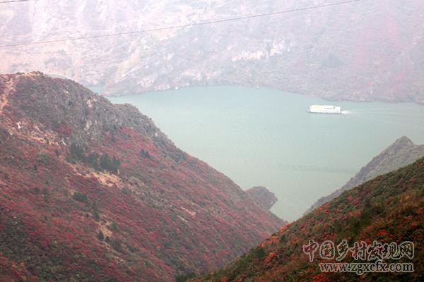 重慶巫山紅葉紅似火神秘壯觀(圖8)