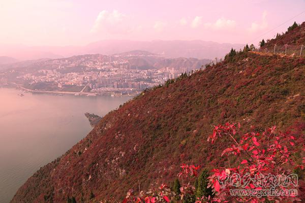 重慶巫山紅葉紅似火神秘壯觀(圖12)